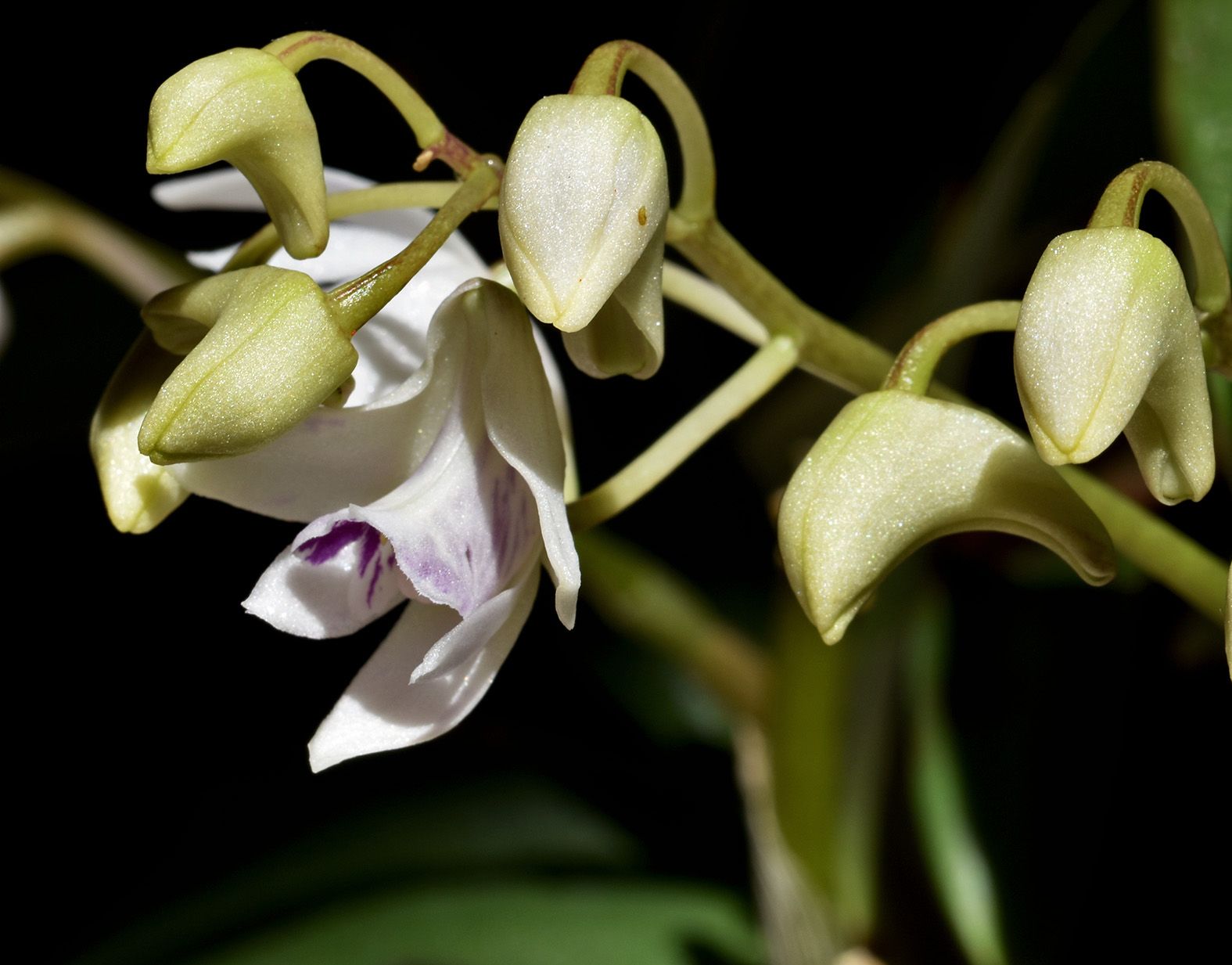 dendrobium kingianum var silcockii 3.jpg