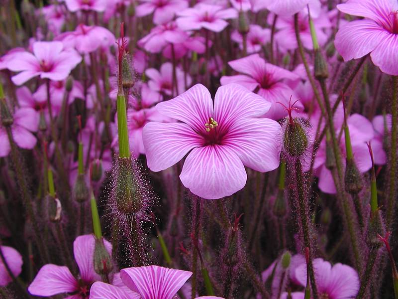 pink-flowers.jpg