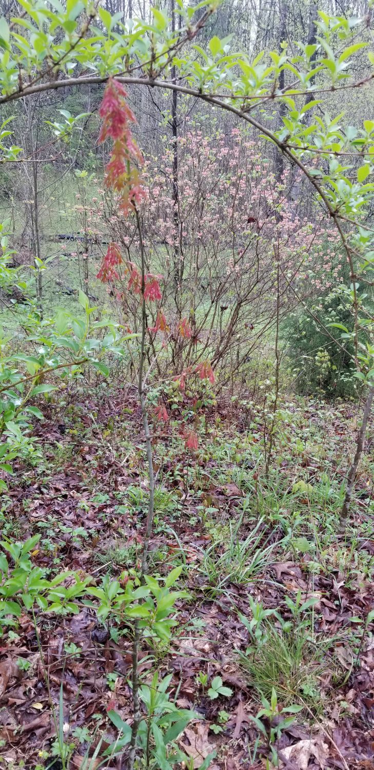 20180424_171157 Young oak,weeping forsythia bough, and flowering bush beyond.jpg