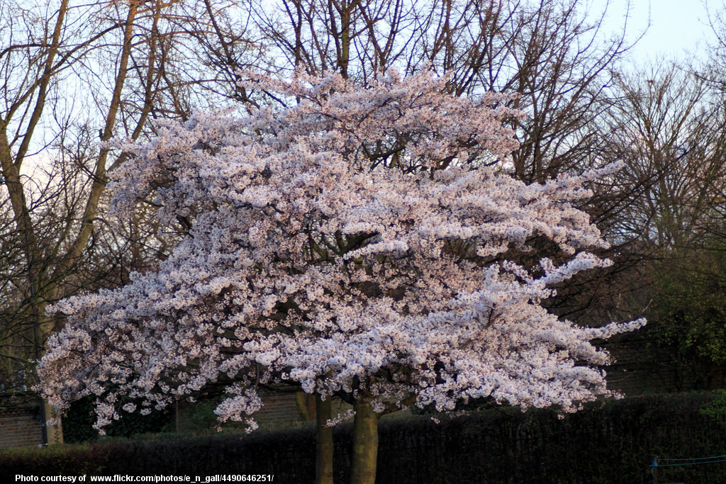 FloweringTree-001-041118.jpg