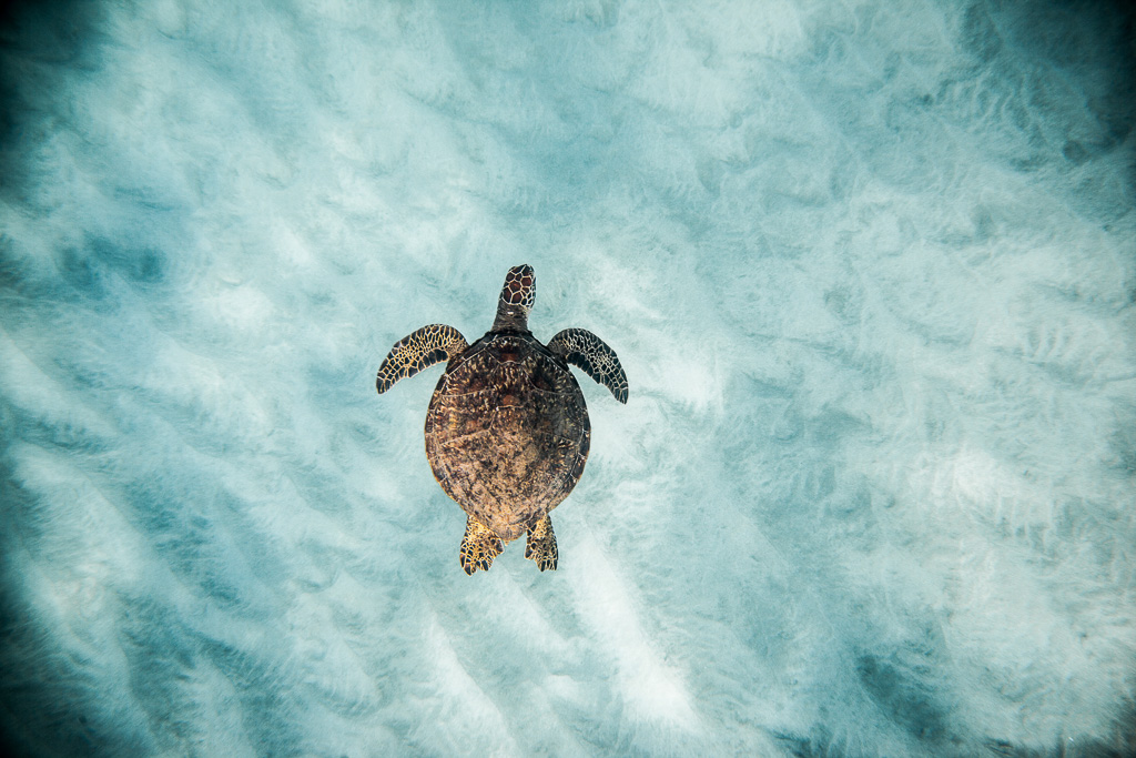 Swimming-with-a-Hawaiian-Sea-Turtle-4.jpg