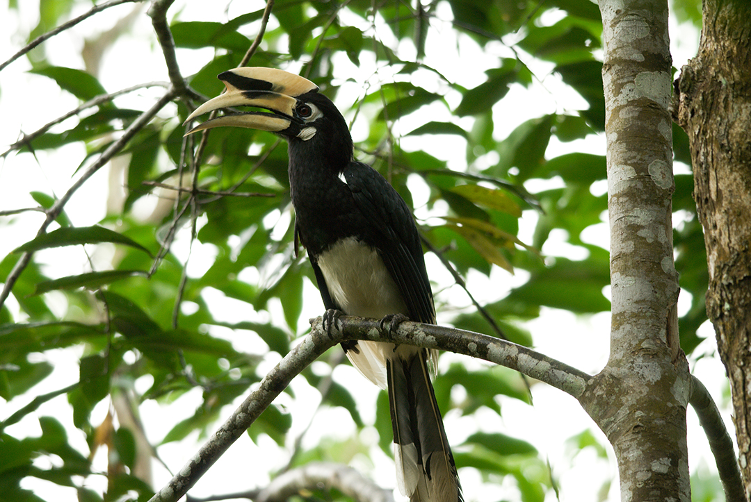 ORIENTAL-PIED-HORNBILL.jpg