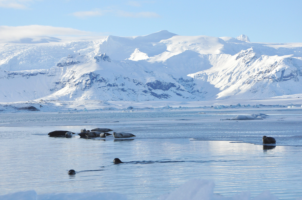 IcelandSeals00a.jpg