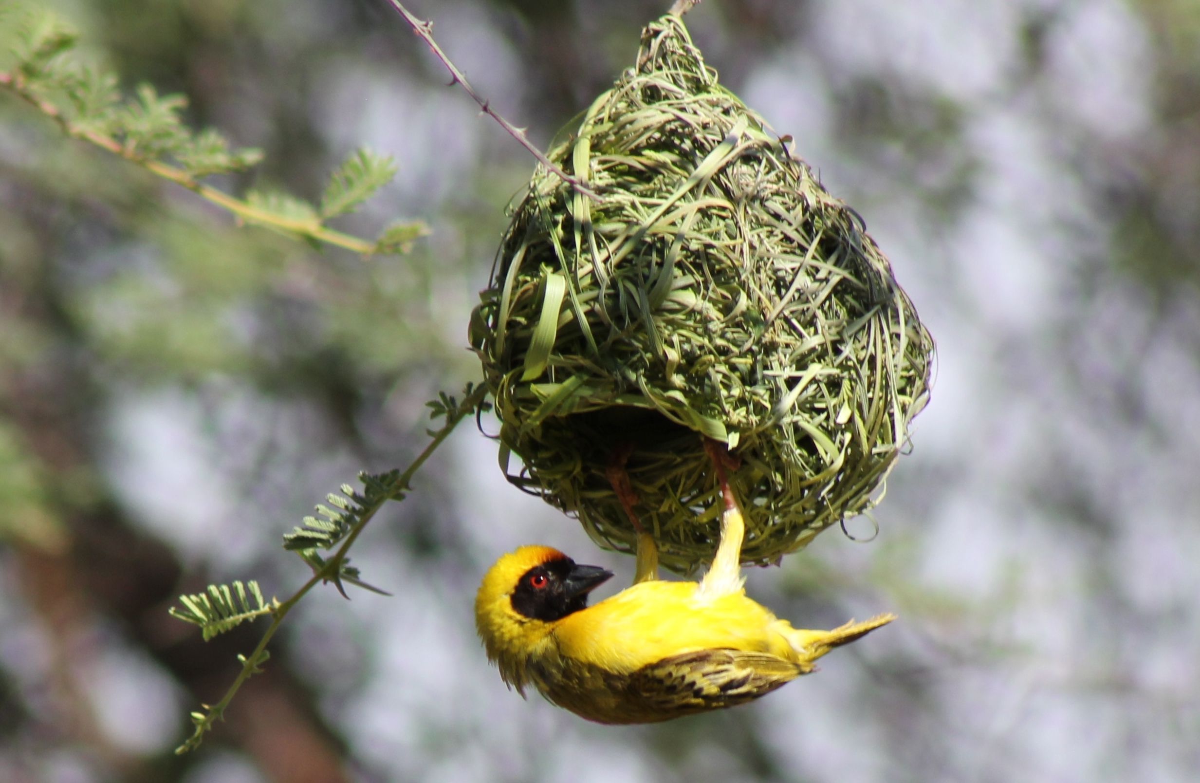 african-masked-weaver-bird.jpg