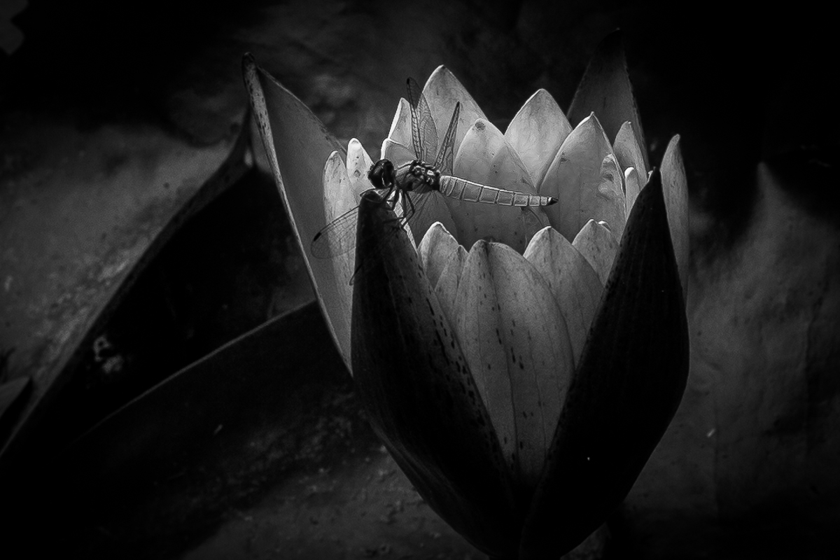 nenufar 2a fase 12 best 1 bw.jpg