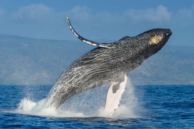 01humpbackwhales.ngsversion.1473420603711.adapt.676.1.jpg