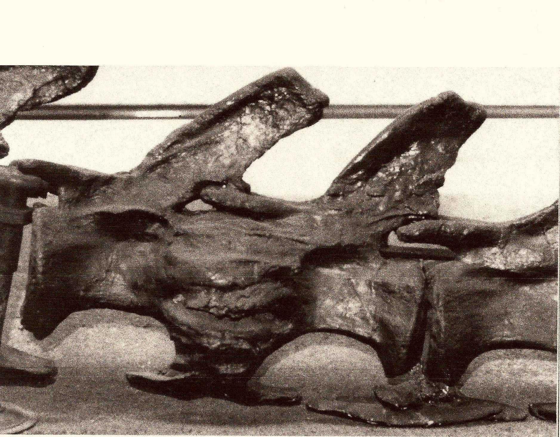 sauropod fused spine.jpg