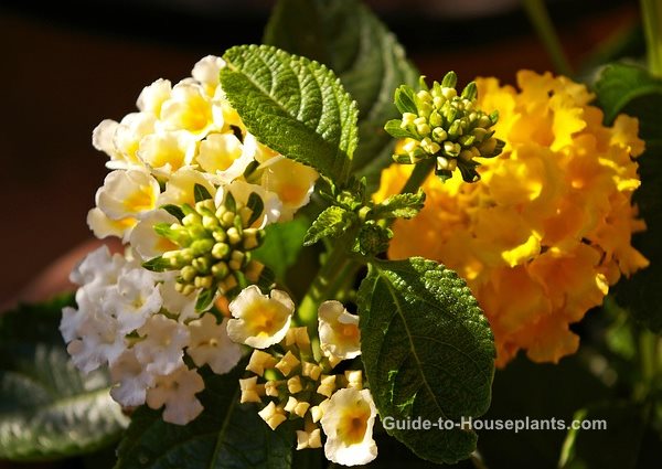 lantana-camara-yellow.jpg