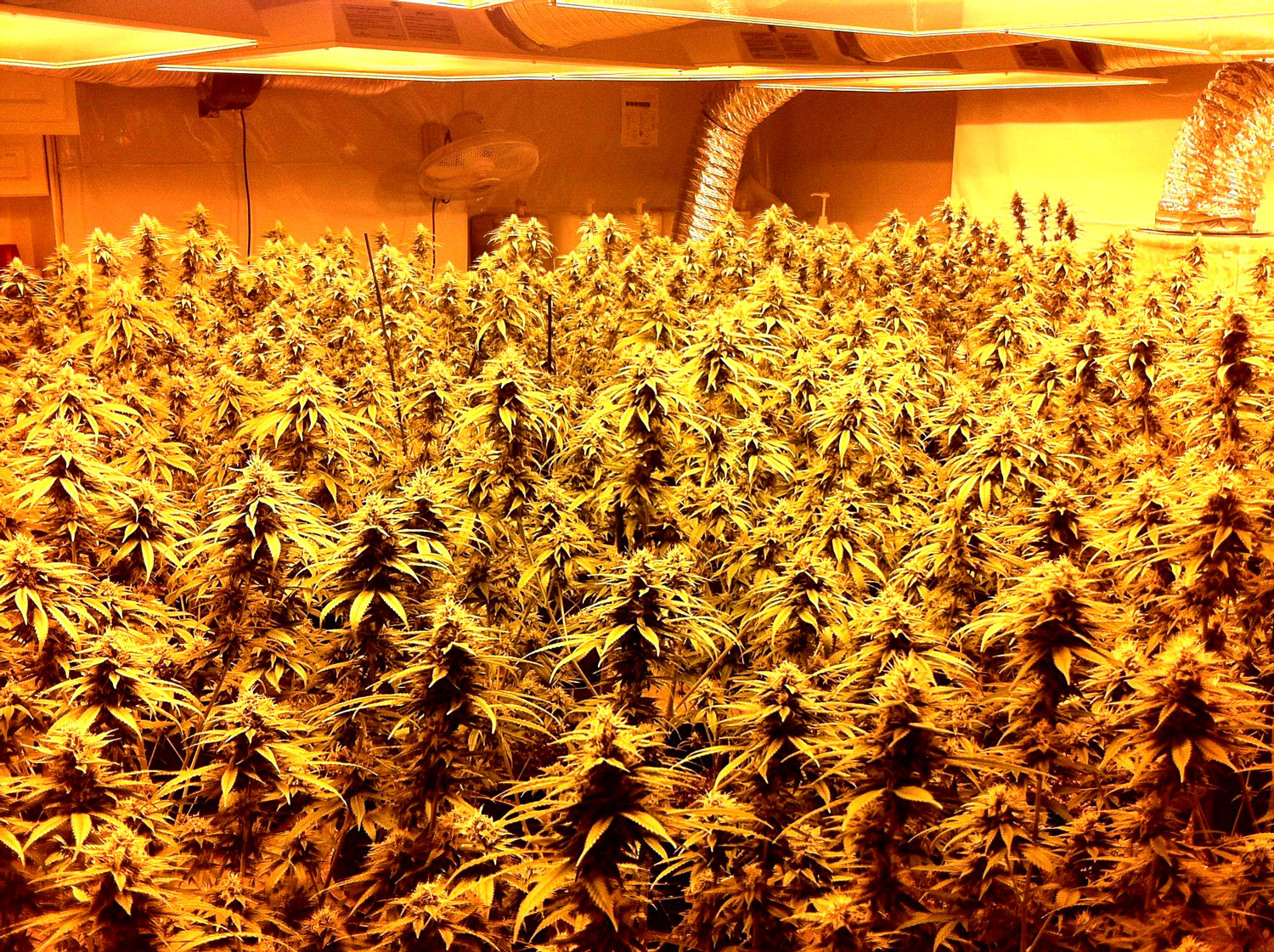 power-of-scrog-growing-marijuana-hps.jpg