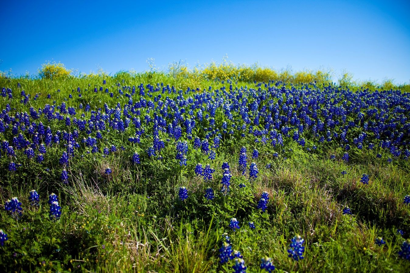 bluebonnet6 (Custom) (Custom).jpg