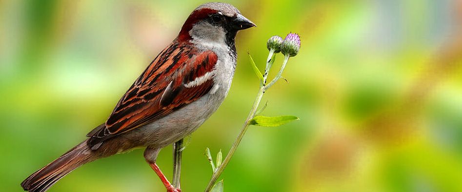 sparrow 2.jpg