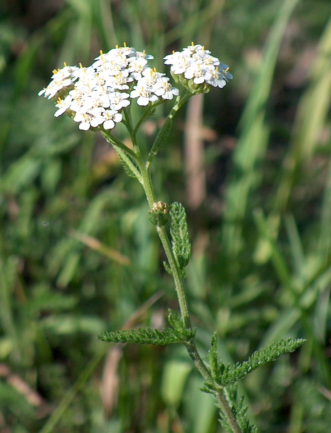 Achillea_millefolium.jpg