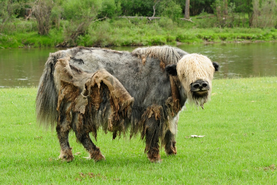 Pleistocene Park, Part 2 — Steemit