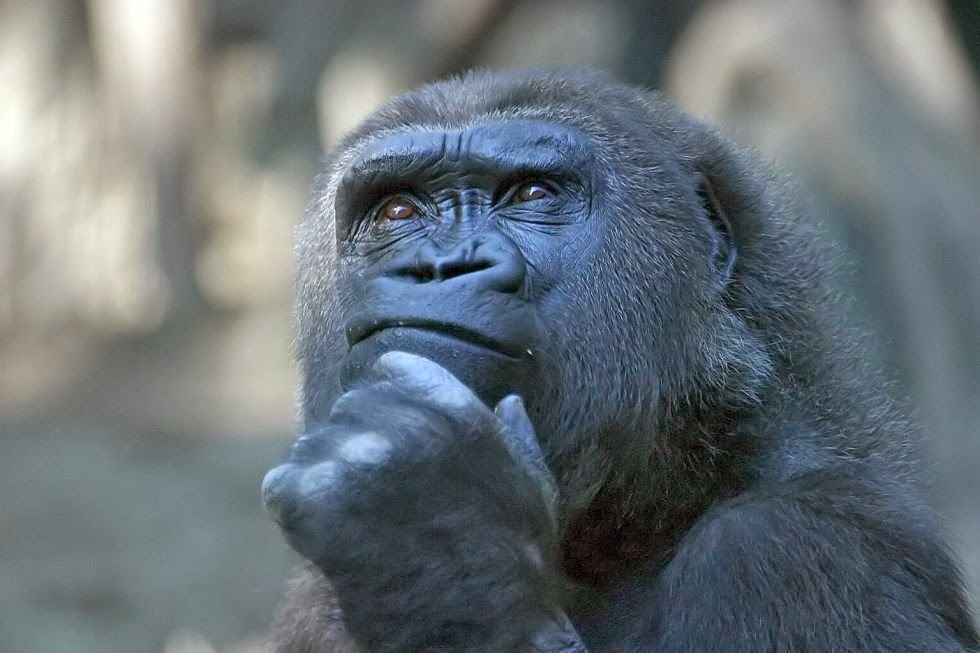 Thinking-Monkey.jpg