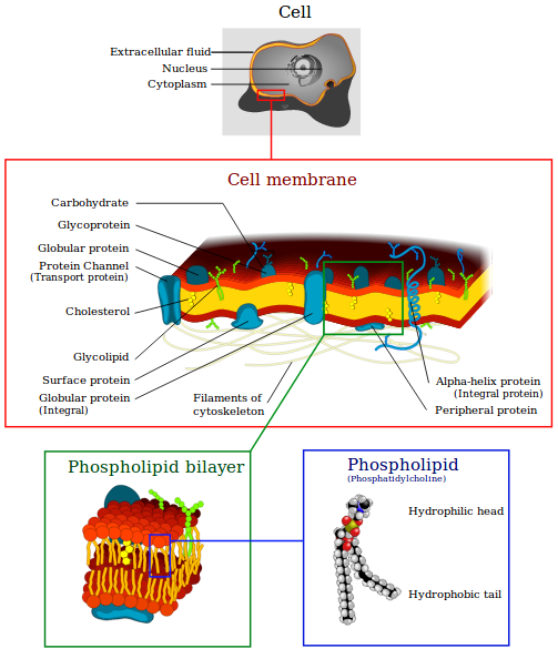 cell_membrane.png