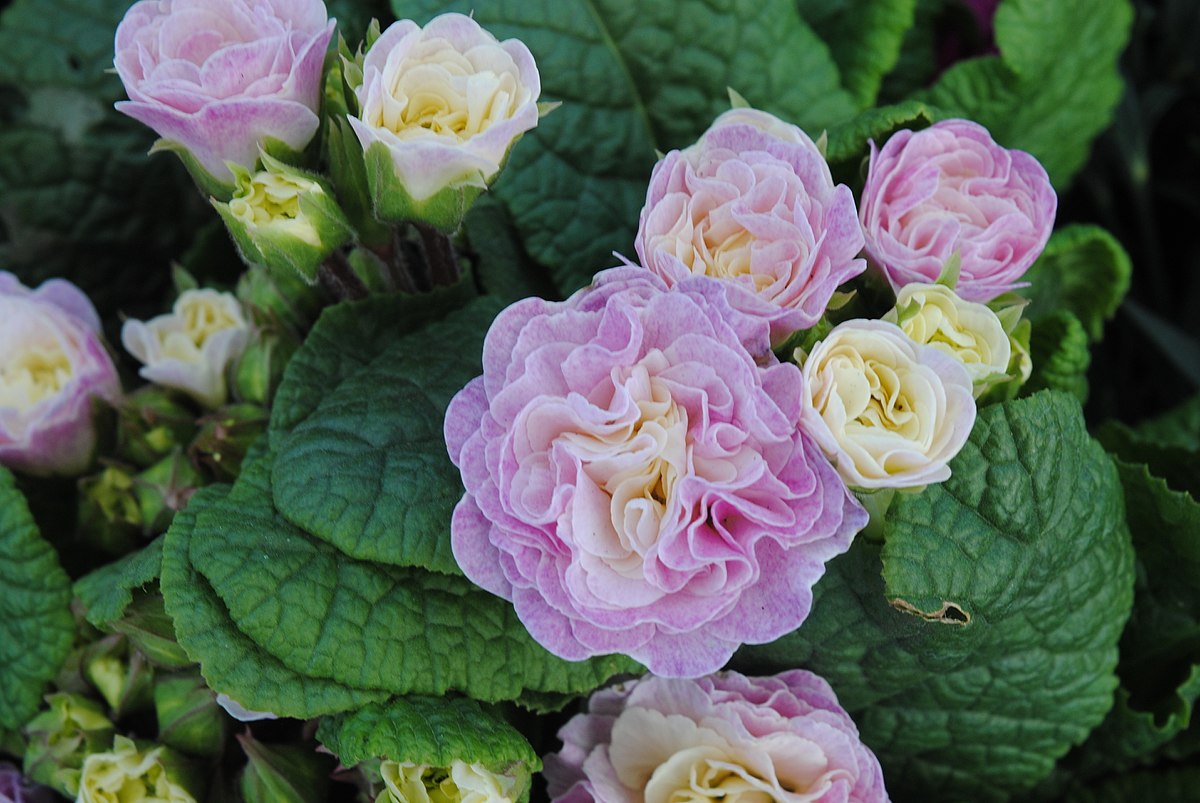 Primula_'Belarina_Pink_Champagne'_-_Andy_Mabbett_-_2016-03-20_-_02.JPG