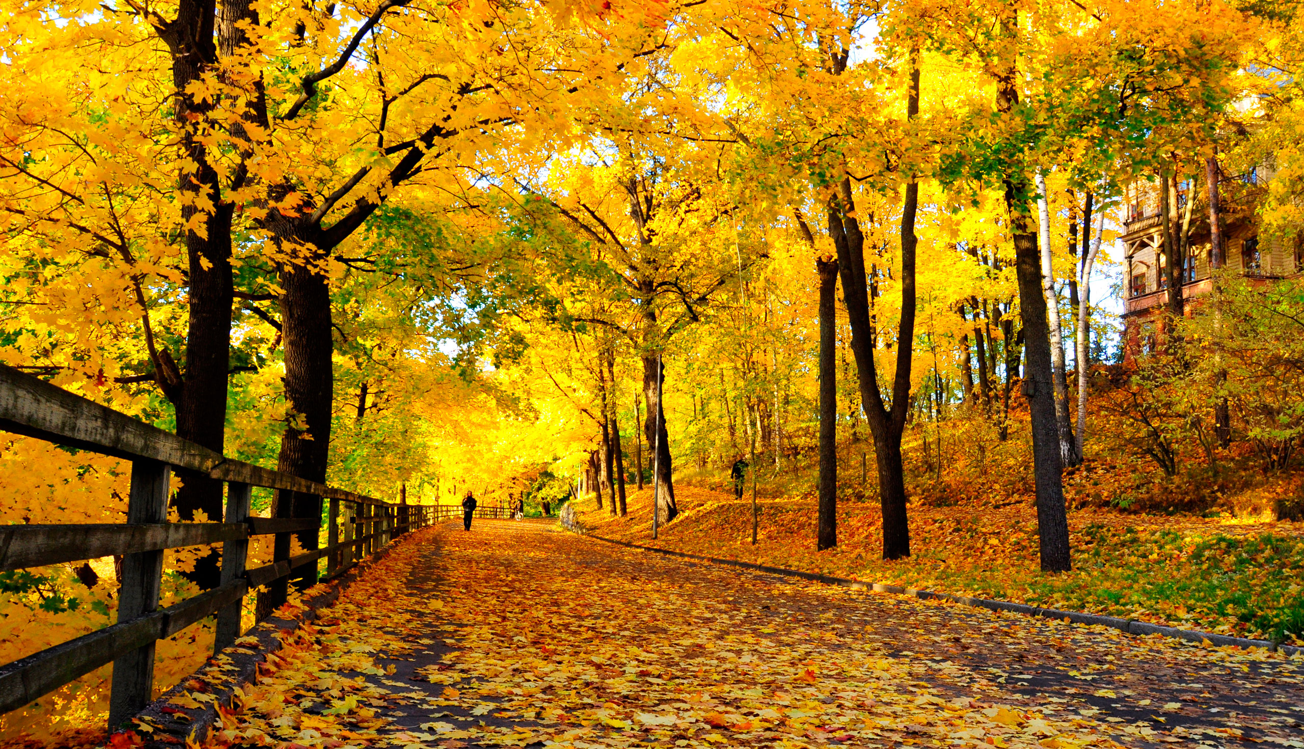 Сайты куз. Осенняя аллея. Природа. Осень в парке картинки. Старый осенний парк.