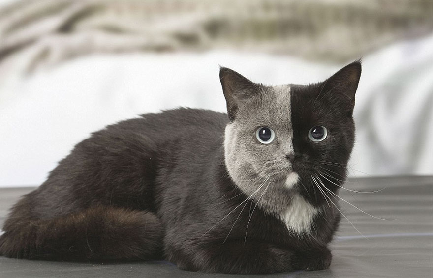 two-faced-cat-british-short-hair-france-jean-michel-labat-2-5a8e7d5e5db4f__880.jpg