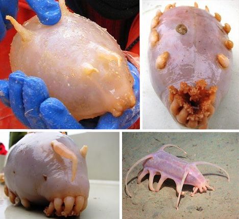 หมูทะเล-Sea-Pig_petrepublicthailand.jpg1_.jpg