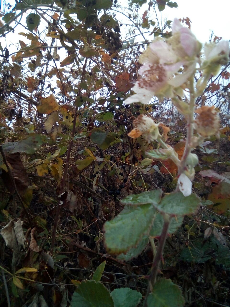 IMG-20171108-WA0022.jpg