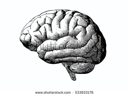 stock-vector-engraving-brain-illustration-in-gray-scale-monochrome-color-on-white-background-533933176.jpg