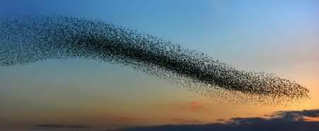 Starling Murmuration.jpg