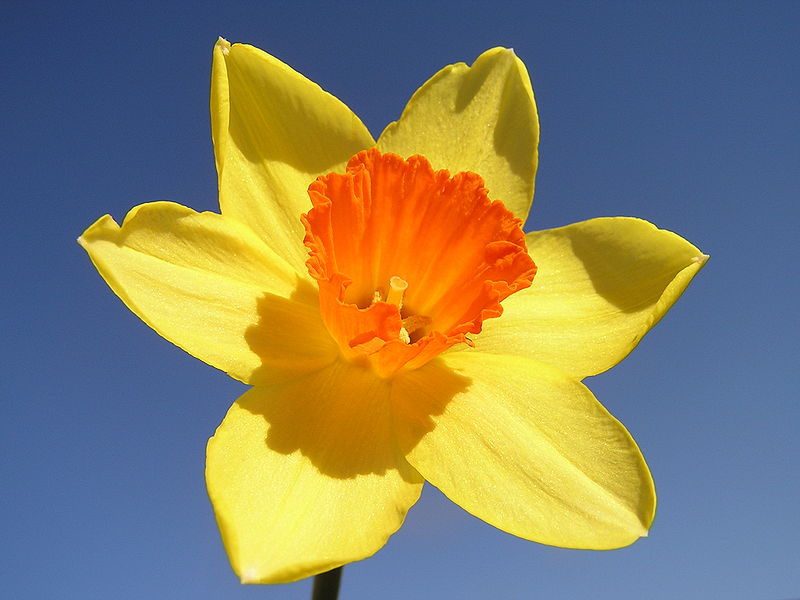 daffodil2.jpg