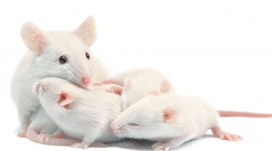 white-laboratory-mice-mother-with-pups-which-are-9-days-old-isolated-on-white.jpg