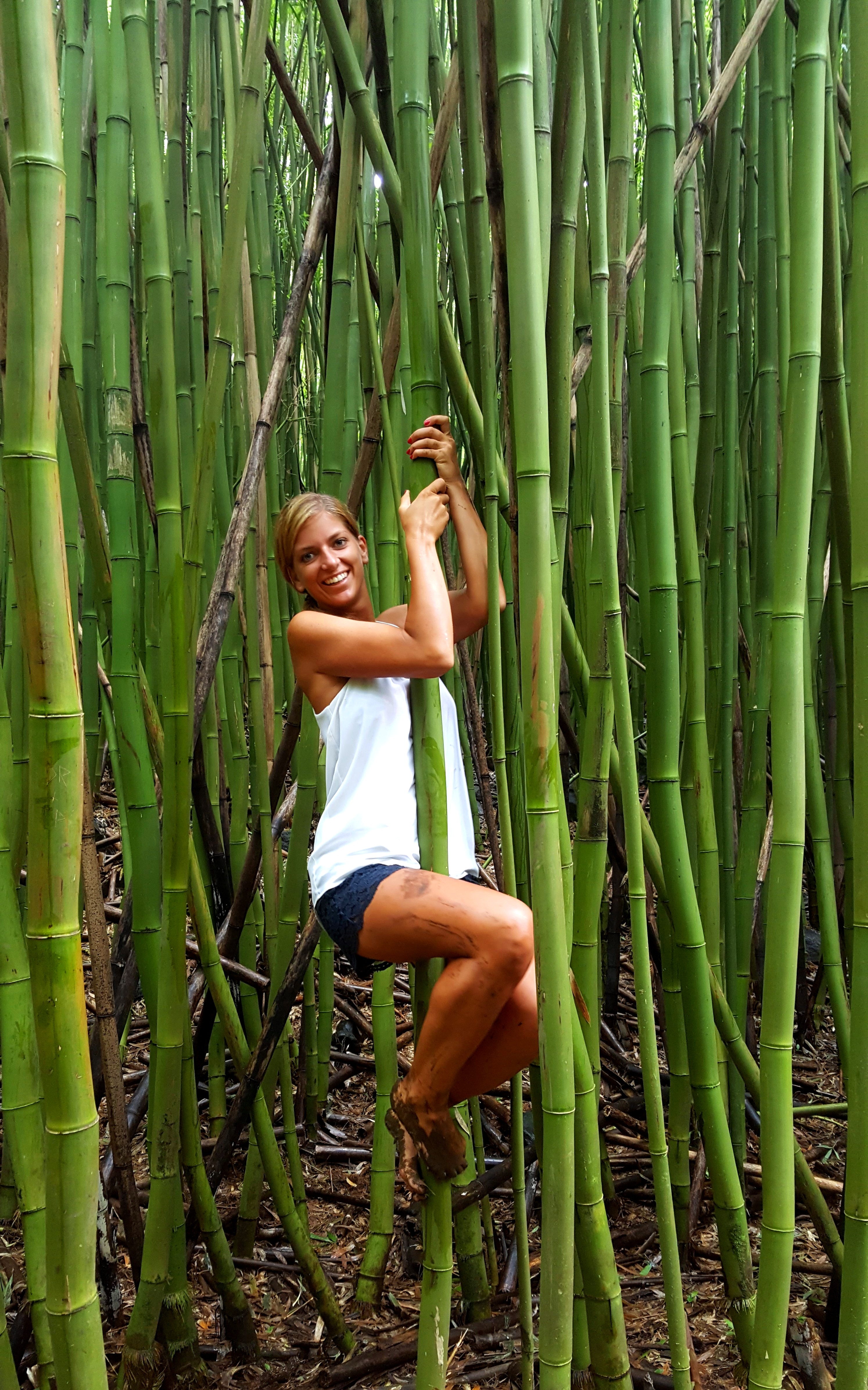 Thursday Green Colorchallenge Bamboo Forest In Maui Hawaii Steemit