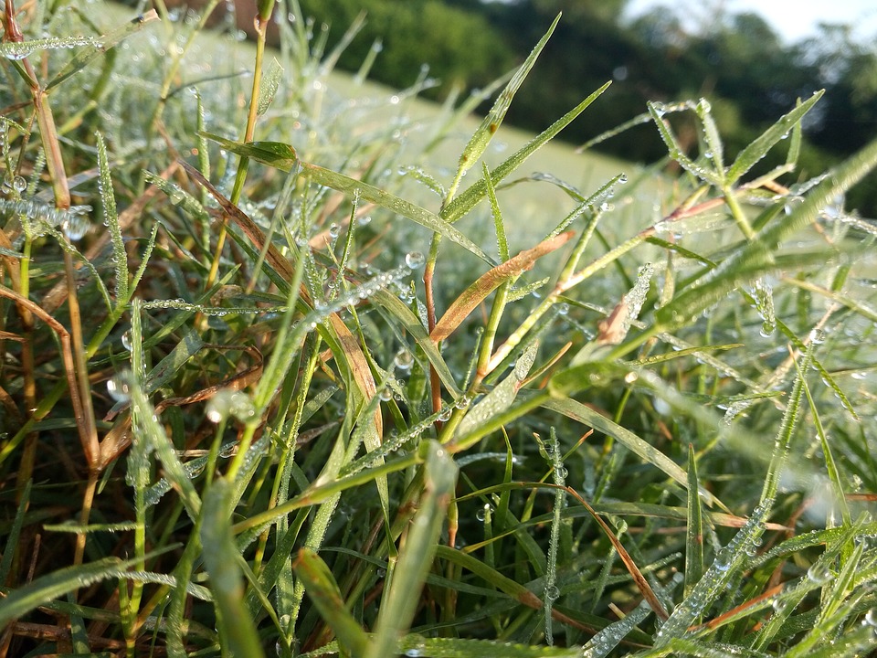 grass-2813138_960_720.jpg