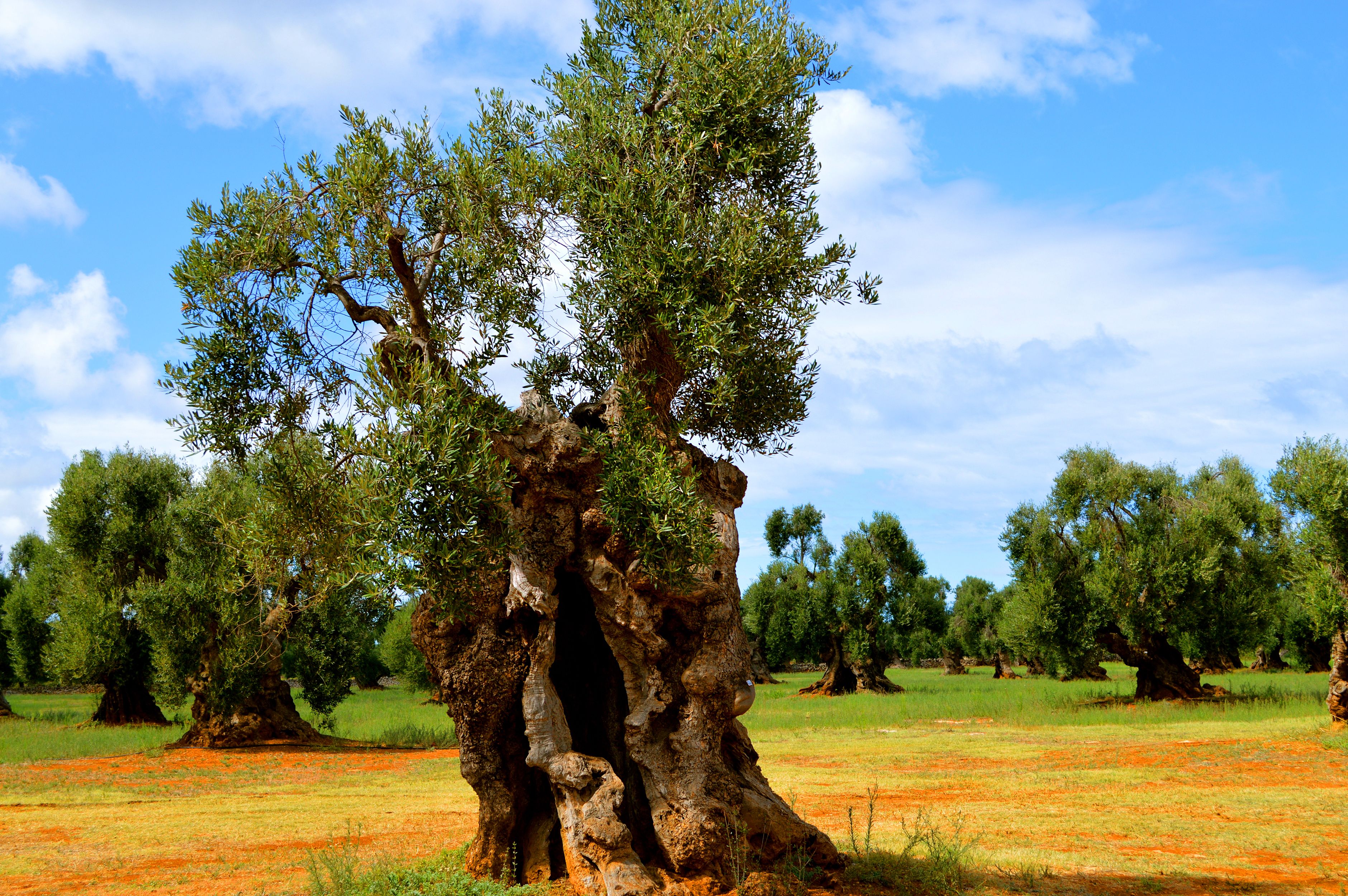 olive-tree-1.JPG