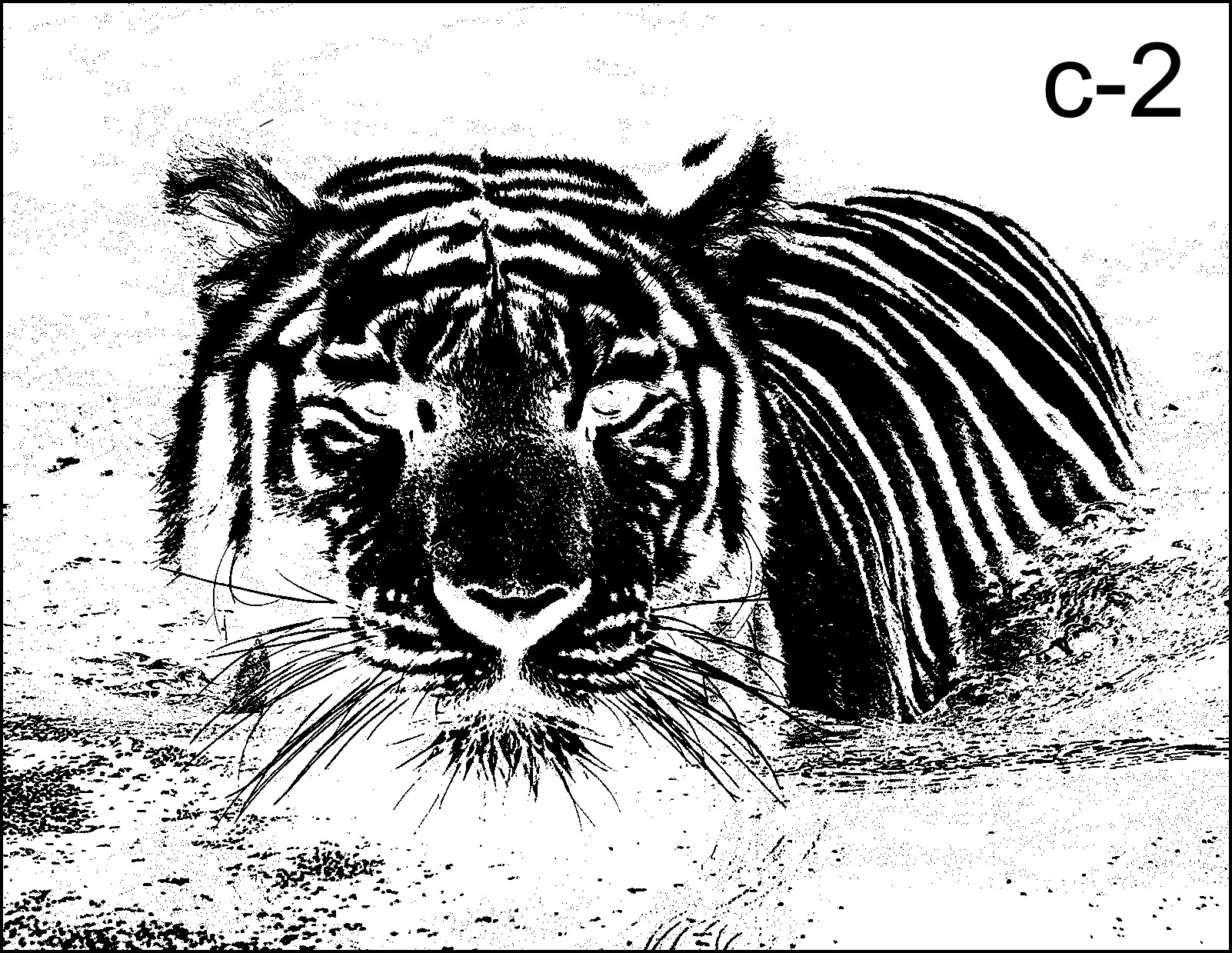 tiger-C-2.jpg