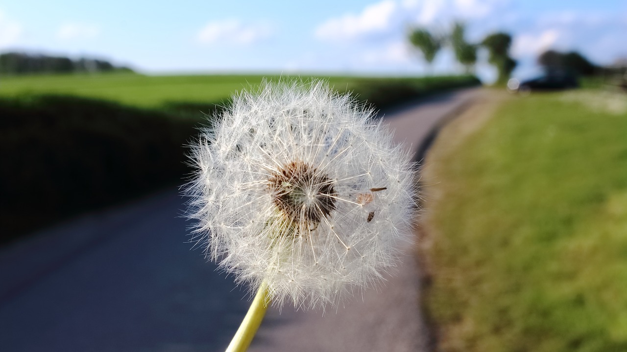 dandelion-2288434_1280.jpg