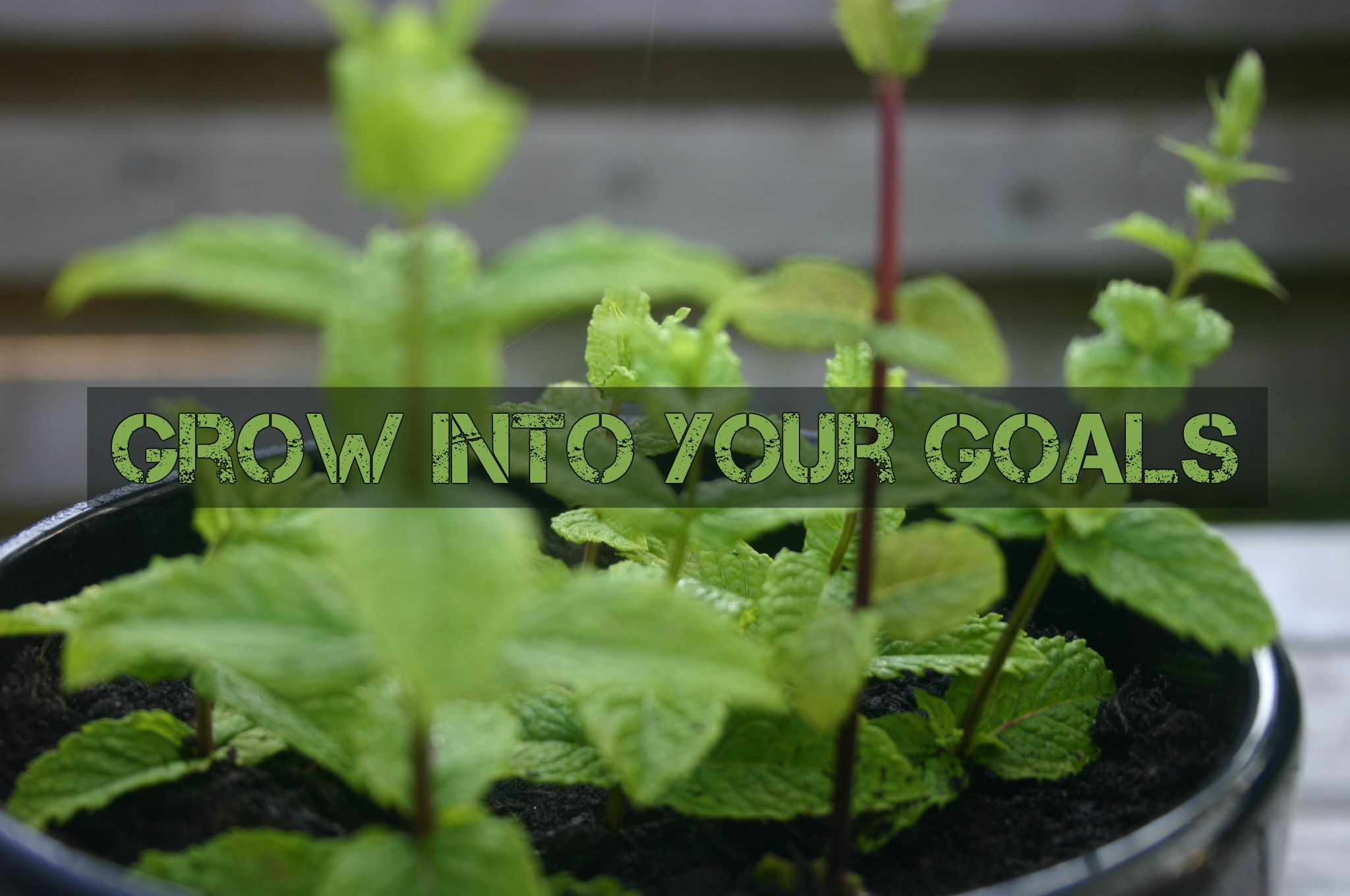Grow into your goals.jpg