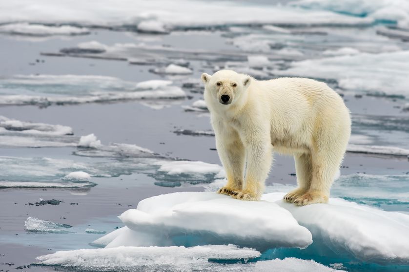 polar-bear-on-ice.jpg.838x0_q80.jpg