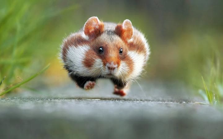 comedy-hamster_3497562a-large.jpg