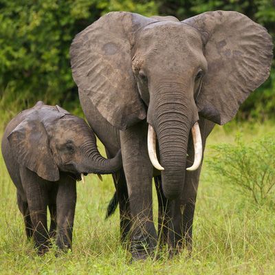 sumatranelephant.jpg