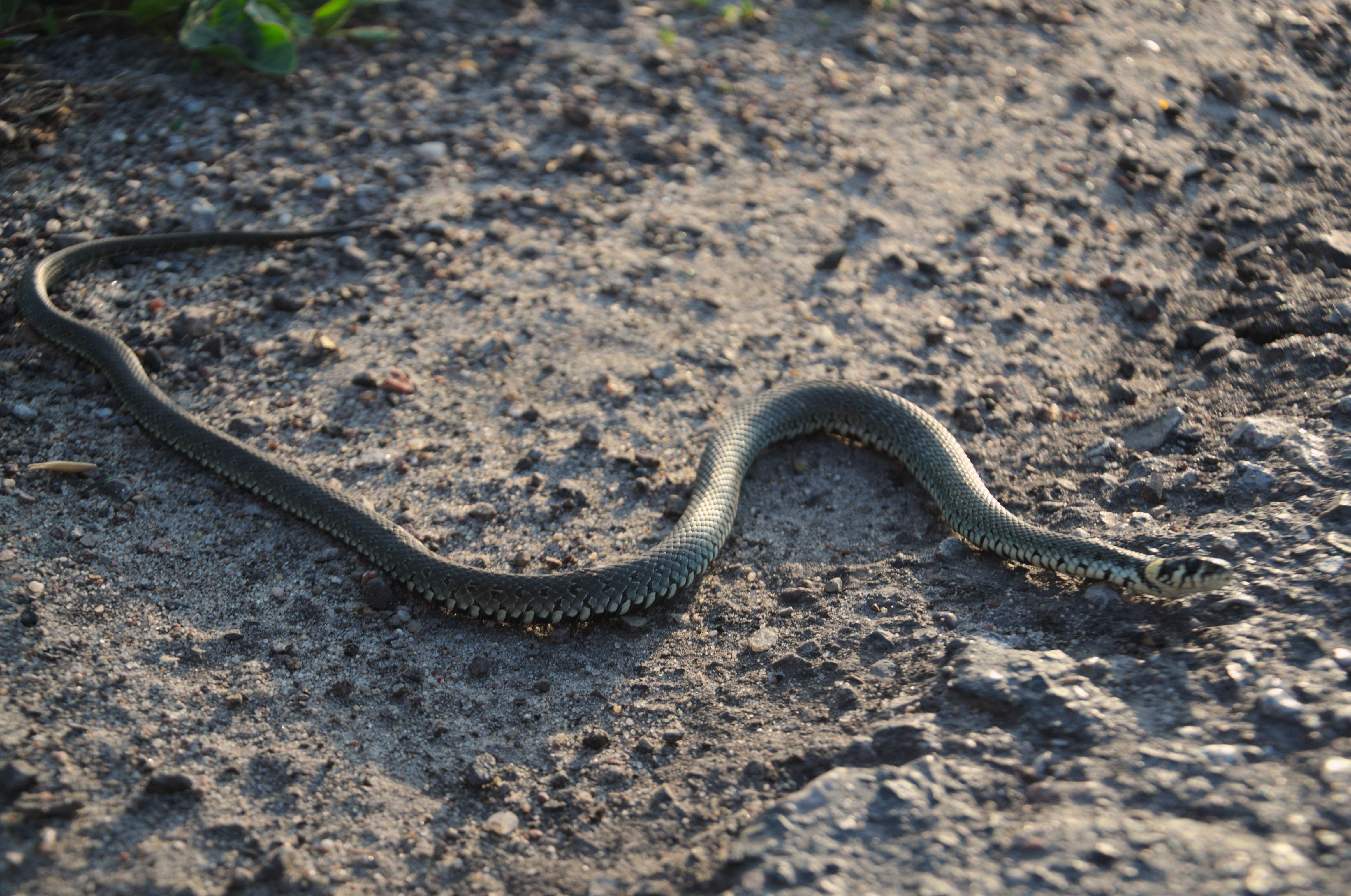 DSC_0697.jpg