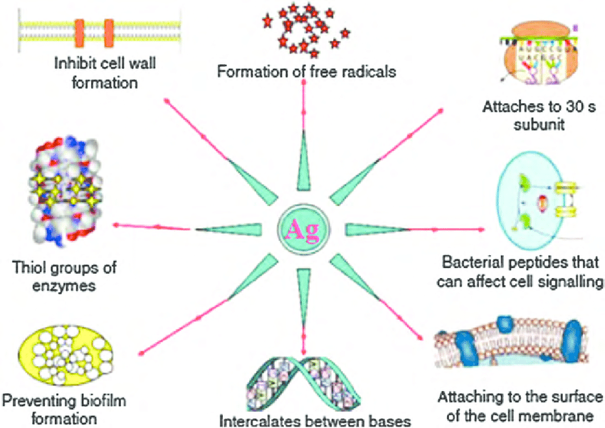 Silver-nanoparticles-showing-multiple-bactericidal-actions.png