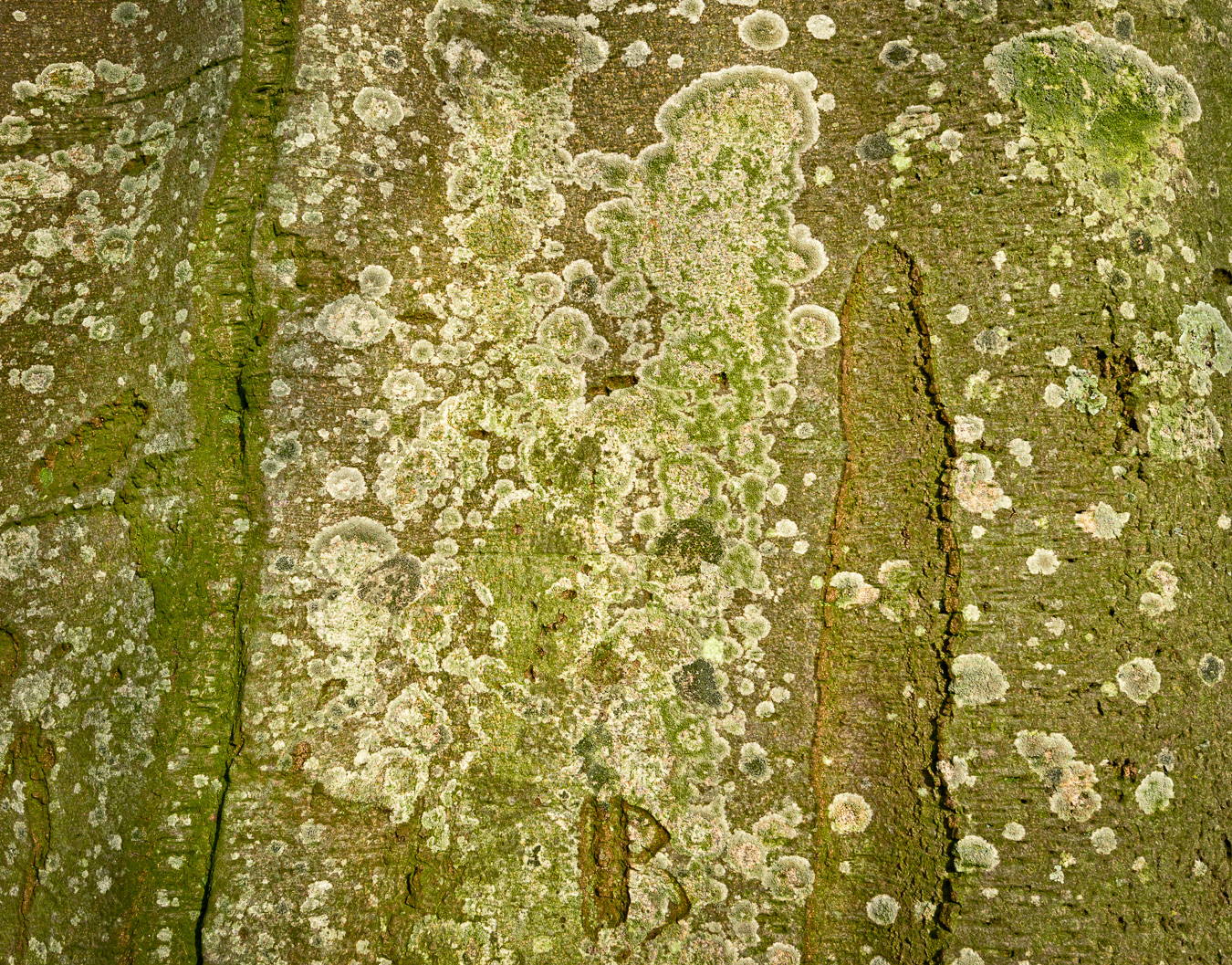 Green lichen on an old tree