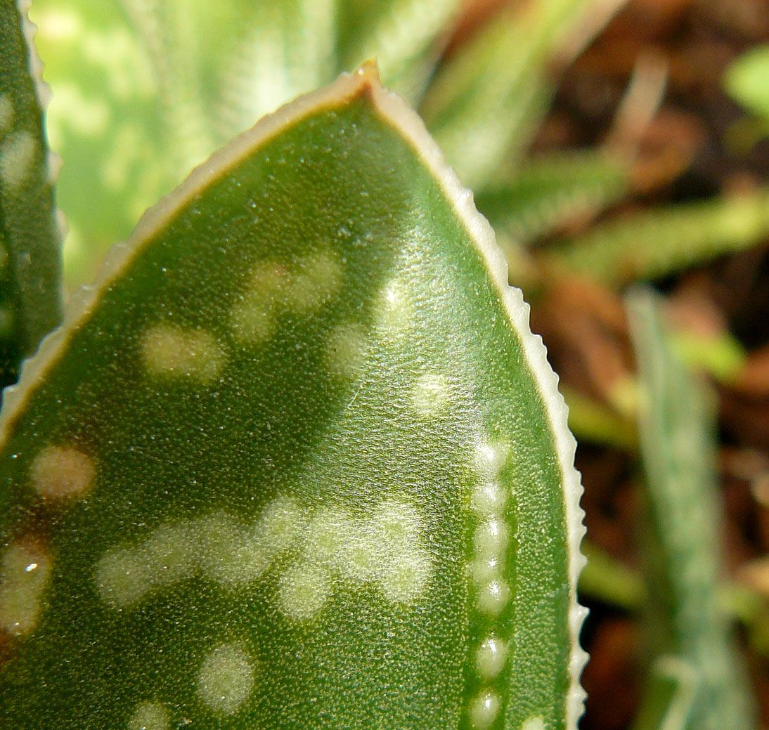 Gasteria gracilis leaf macro.jpg