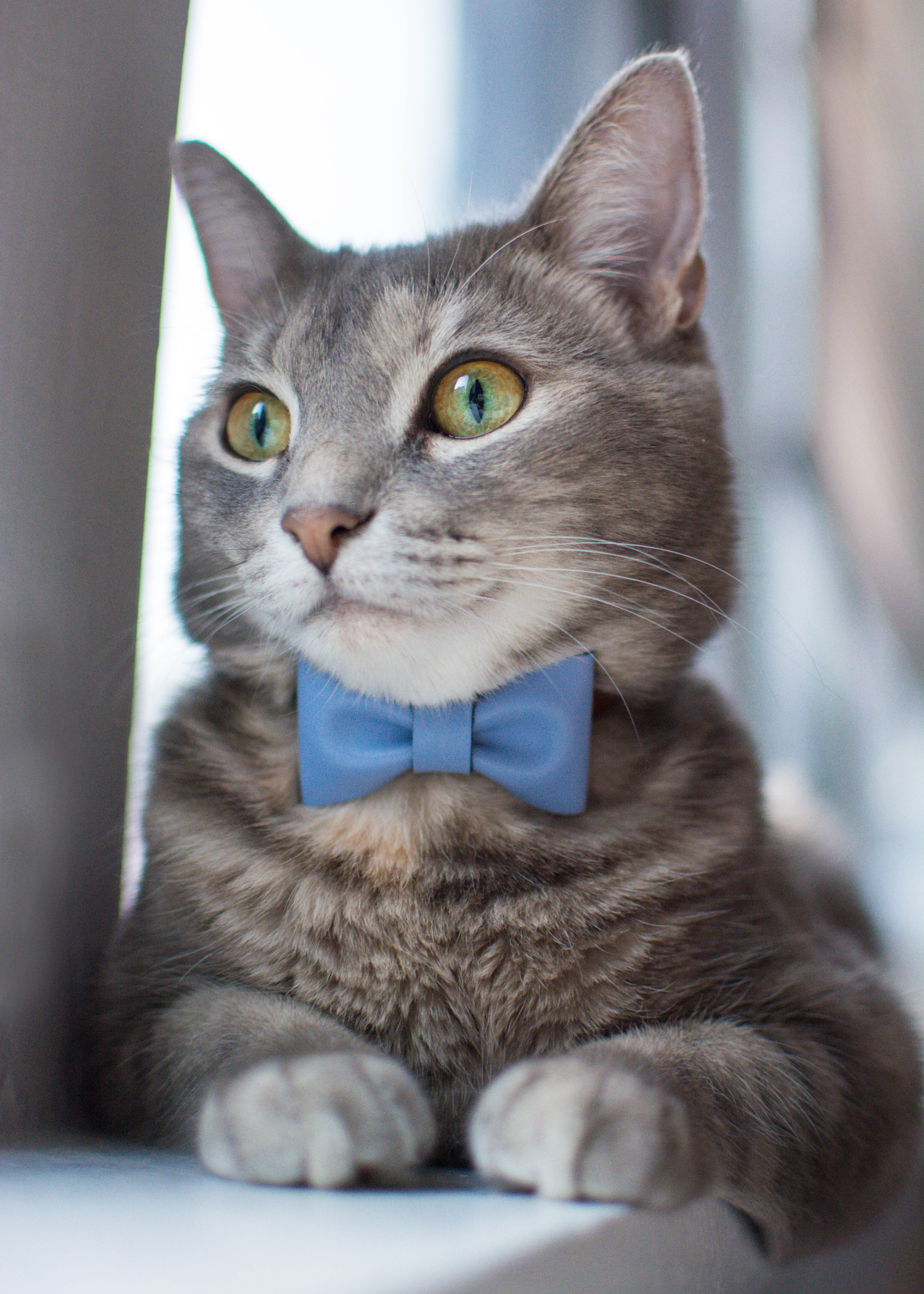 cat bow tie collar