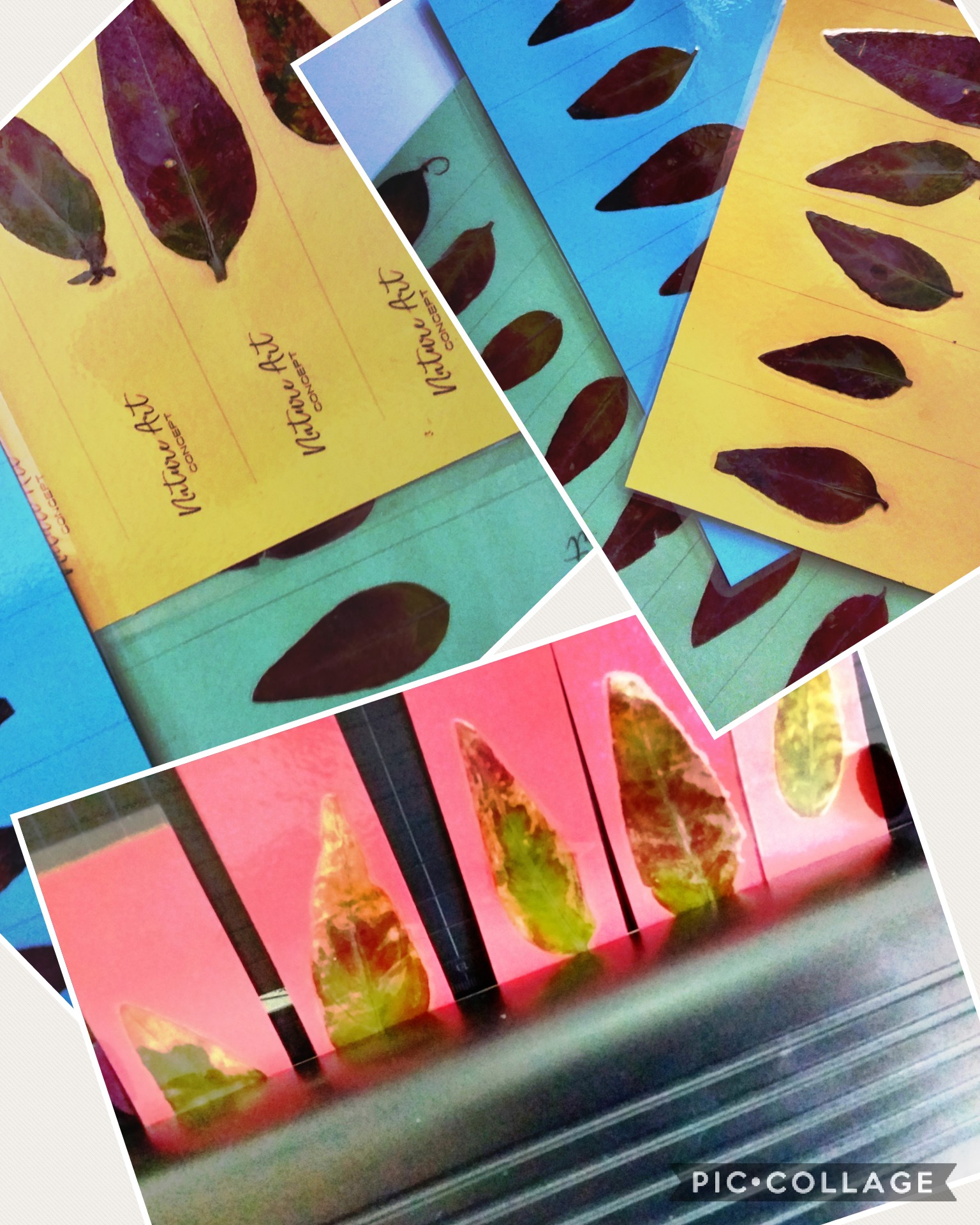 Collage 2017-09-25 18_00_28.jpg