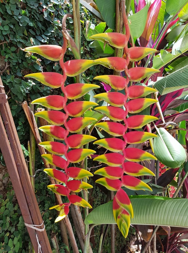 heliconia.jpg