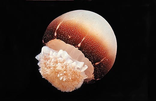 Cannonball Jellyfish5.jpg