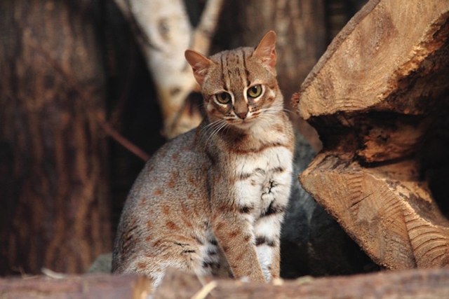 Rusty_spotted_cat_2.jpg