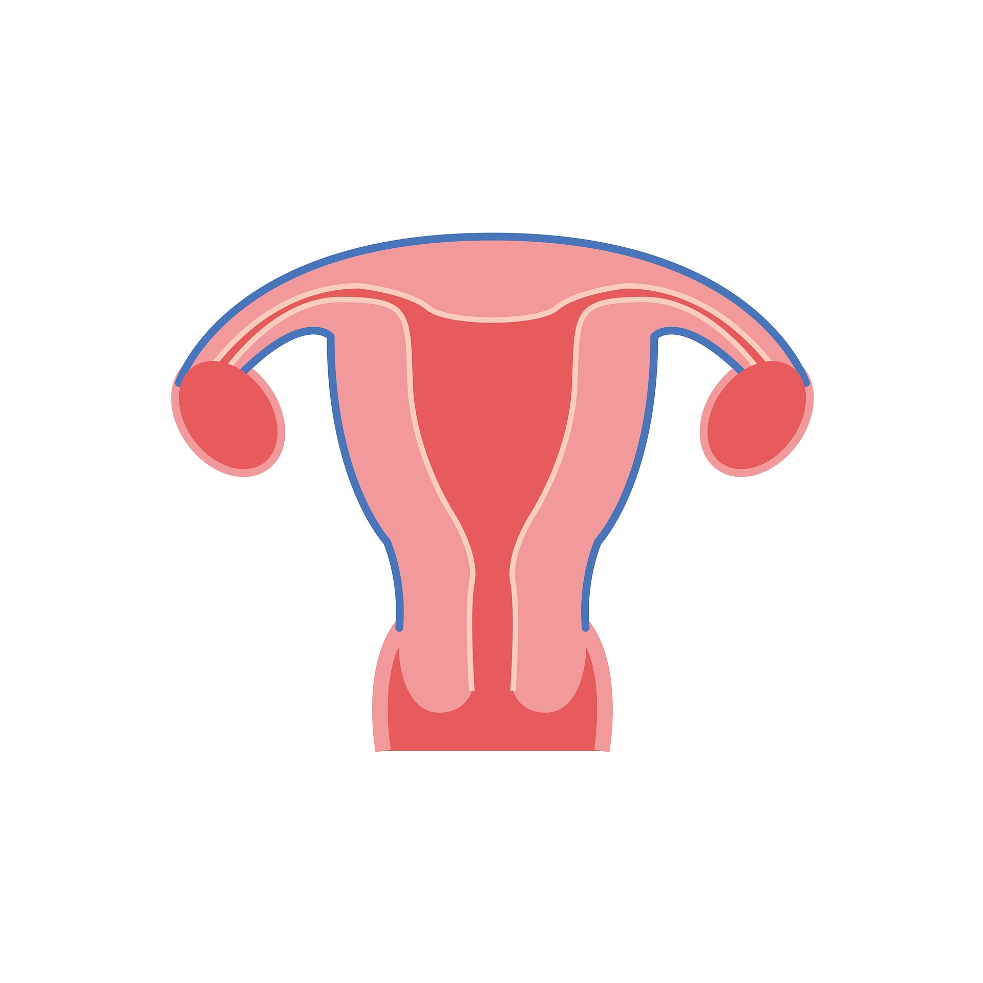 the-uterus-2947709_1920.jpg
