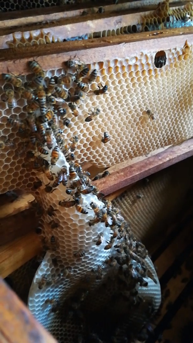 Abejas Urbanas Apicultura En El Patio De Tu Casa Si Es Posible