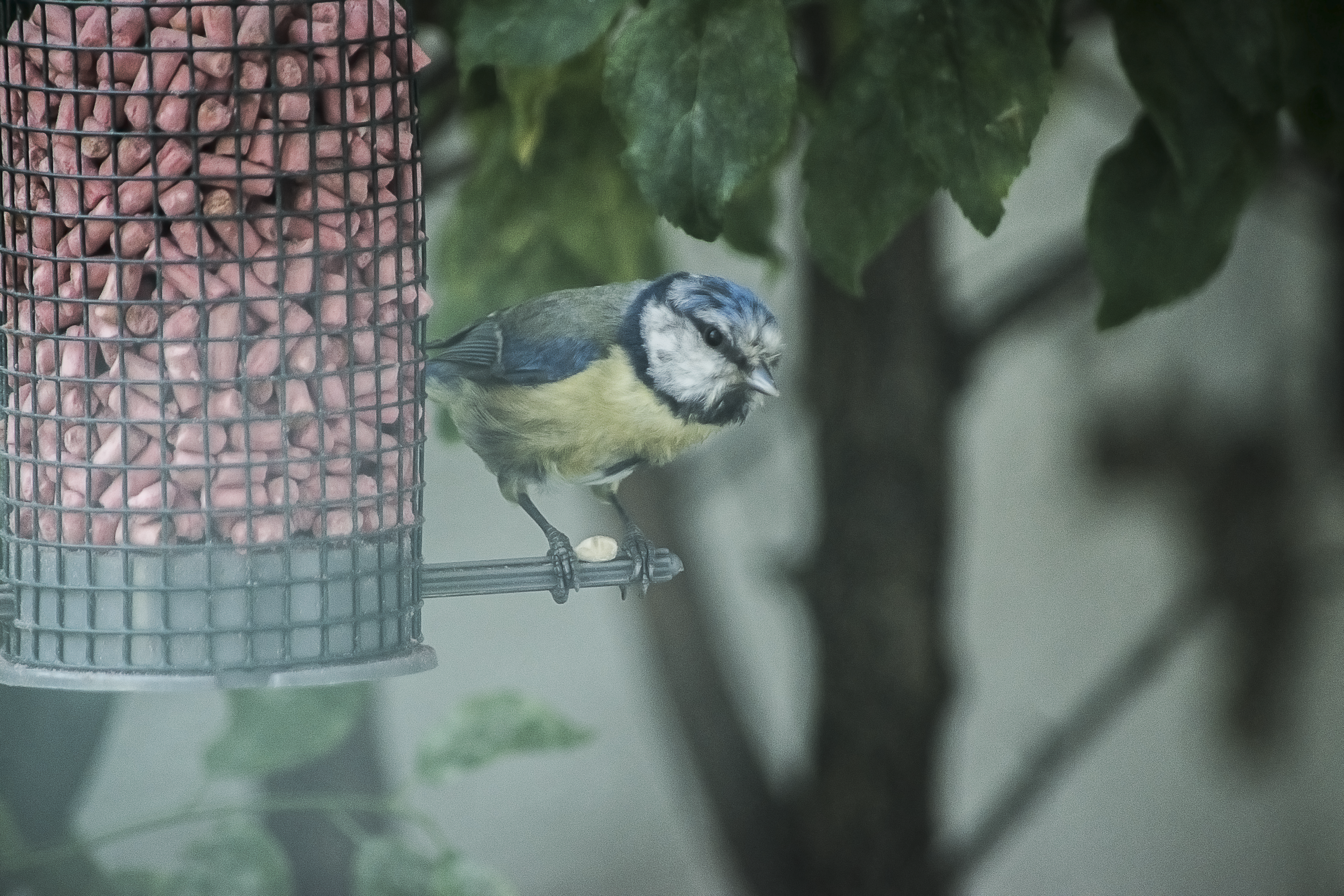 Blue Tit 00.png