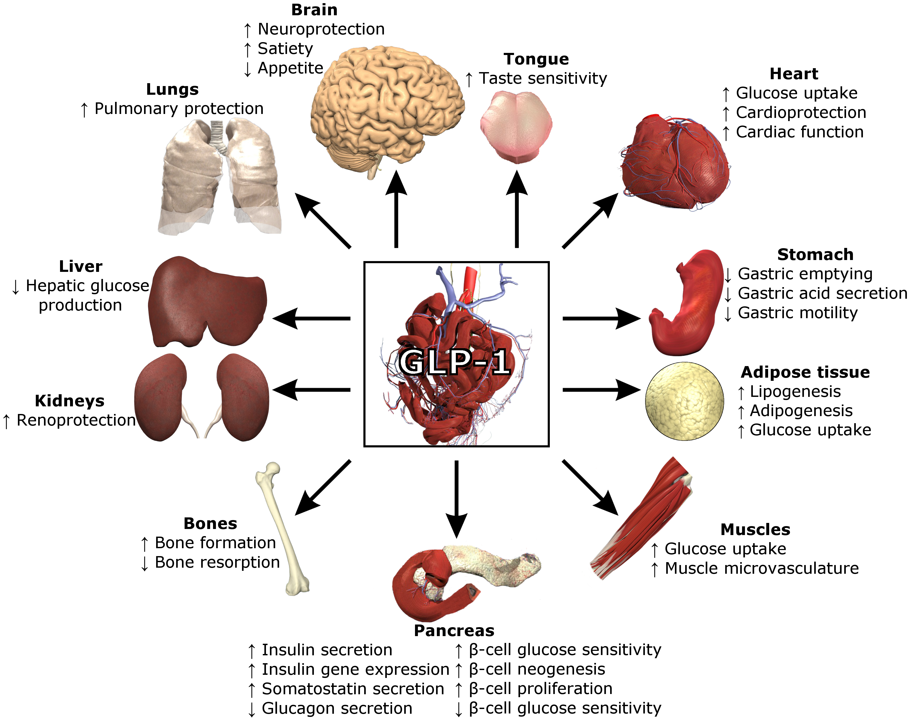 FunctionsOfGLP-1.png